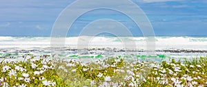 Beautiful shot of white coastal flowers on a sunny beach in Cape Town, South Africa