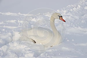 Beautiful shot of a white swan in the snow