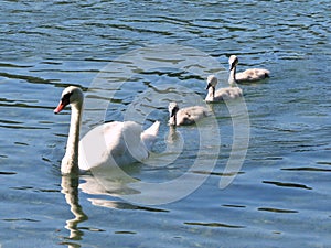 Beautiful shot of white swans are swimming on the lake