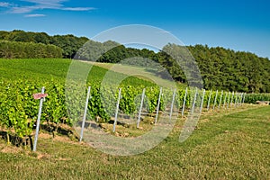 Beautiful shot of a wide vineyard on a sunny day