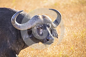 Beautiful shot of the wild African buffalo bull in Masai Mara Safari, Kenya