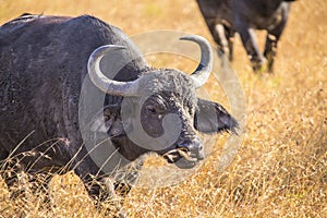 Beautiful shot of the wild African buffalo bull in Masai Mara Safari, Kenya