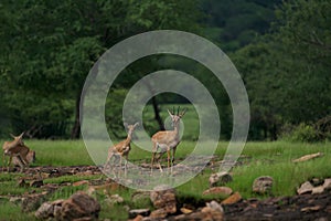 Beautiful shot of wild chinkara gazelles on a rural field