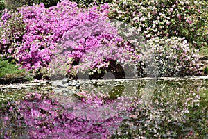 Beautiful shot of Wild Mitsuba Azalea on the side of a lake