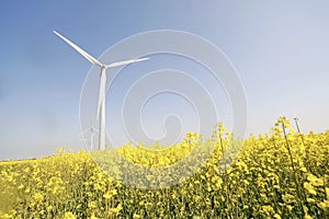 Beautiful shot of a windmill in the middle of a field of yellow flowers