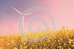 Beautiful shot of a windmill in the middle of a field of yellow flowers