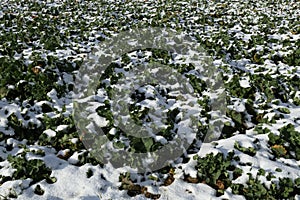 Beautiful shot of a winter field with leaves and plants covered in white snow