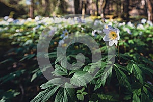 Beautiful shot of wood anemone flowers in the Olterudelva Valley, Toten, Norway.