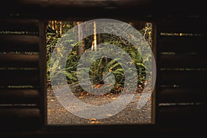 Beautiful shot from a wooden hut window of fern plants growing in a forest