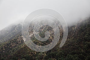 Beautiful shot of woodland scenics in foggy weather