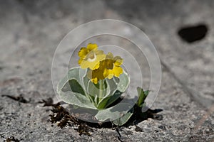 Beautiful shot of a yellow small flower plant bloomed from the ground. Isolated plant, survival