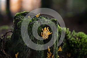 Beautiful shot of yellow staghorns grown on a tree trunk covered with moss in the forest