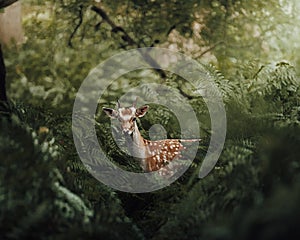 Beautiful shot of a young deer standing between the trees and grass in the animals park