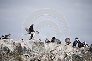 Beautiful shots of a migratory birds in Antarctica