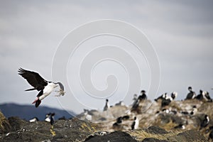 Beautiful shots of a migratory birds in Antarctica