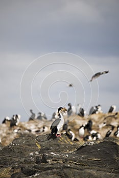 Beautiful shots of a migratory birds in Antarctica