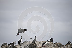 Beautiful shots of a migratory birds in Antarctica