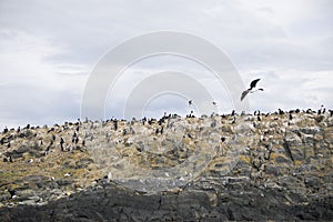 Beautiful shots of a migratory birds in Antarctica