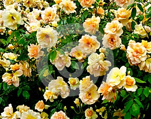 Beautiful shrub of Crepuscule rose