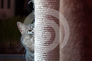 beautiful shy cat hiding behind his scratching post. he has green eyes and long wiskers photo