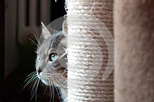 Beautiful shy cat hiding behind his scratching post. the light light on his big green eyes and long wiskers