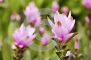 Beautiful siam tulip or Curcuma alismatifolia flower in nature