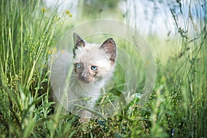 Beautiful Siamese cat