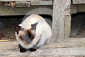 Beautiful siamese cat with blue eyes