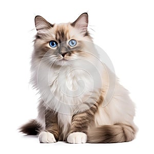 beautiful siamese cat isolated on white background
