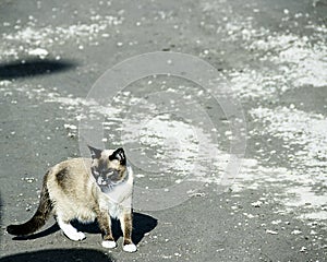 Beautiful siamese cat on the road