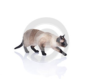 A beautiful Siamese cat on a white background