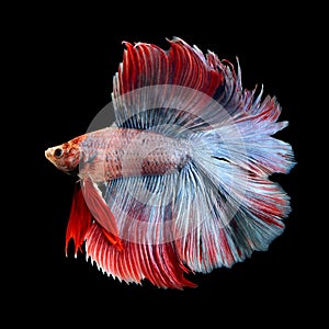 Beautiful siamese fighting fish, betta fish