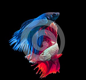 Beautiful siamese fighting fish on black