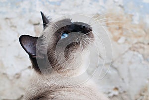 Beautiful Siamese Purebred Cat with Blue Eyes