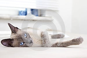 Beautiful Siamese Relaxing in a White Room