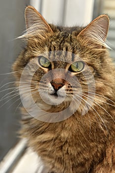 Siberian brown cat portrait photo
