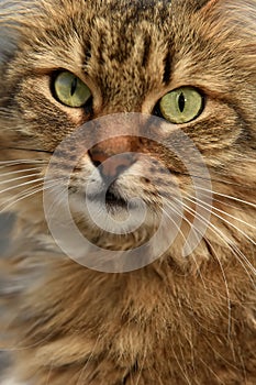 Siberian brown cat portrait photo