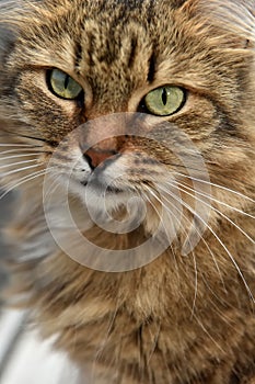 Siberian brown cat portrait photo