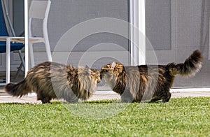 Beautiful siberian cat in a garden, playing on the grass green