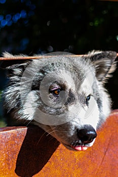 a beautiful siberian huskey dog on the fence