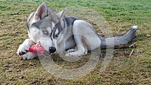 beautiful siberian husky biting a toy bone lying on the grass in a large garden