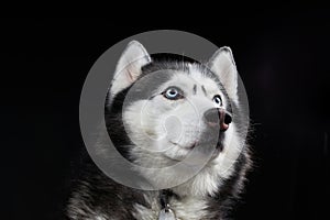 Beautiful Siberian Husky dog with blue eyes, posing in studio on black background