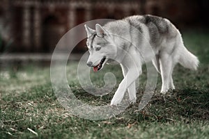 Beautiful Siberian Husky dog like a wolf