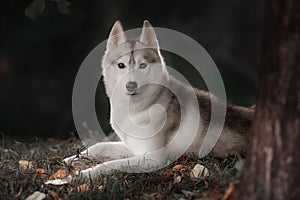 Beautiful Siberian Husky dog like a wolf