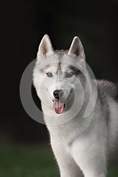 Beautiful Siberian Husky dog like a wolf