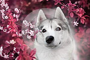 A beautiful Siberian husky dog looks at us from blooming spring branches. Pink background.