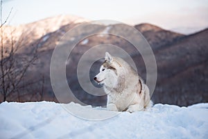 Beautiful Siberian Husky dog lying is on the snow in winter forest at sunset on bright mountain background