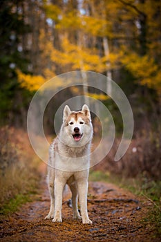 Beautiful Siberian Husky dog standing in the bright enchanting fall forest