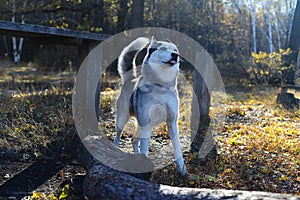 Beautiful Siberian Husky in the golden autumn forest fairy