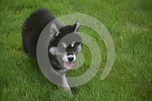 Beautiful siberian husky puppy sticking its tongue out
